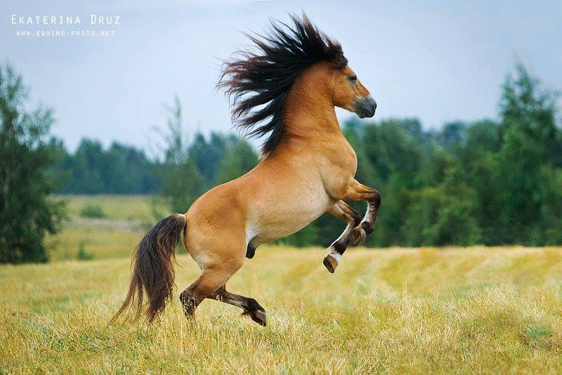 Belarussian Harness Horse
